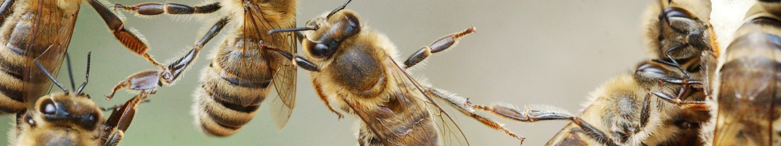 Bienen in Großaufnahme ©DLR